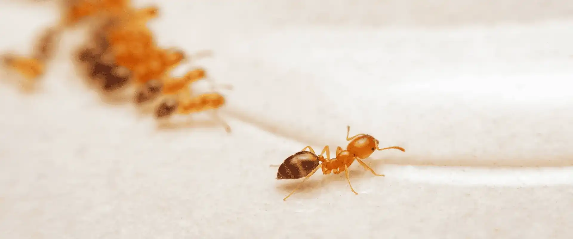 Tiny white ants in Florida