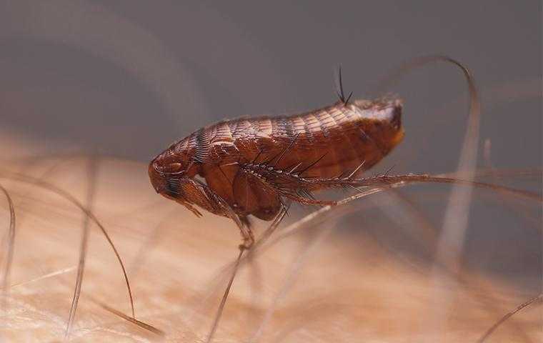 flea on skin in south florida