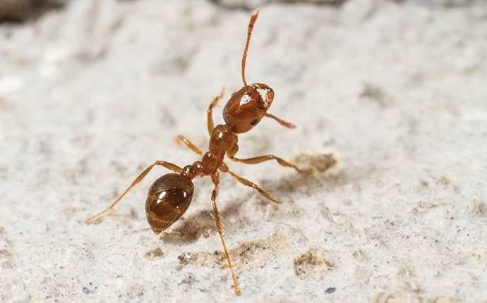 ant on gravel in south florida