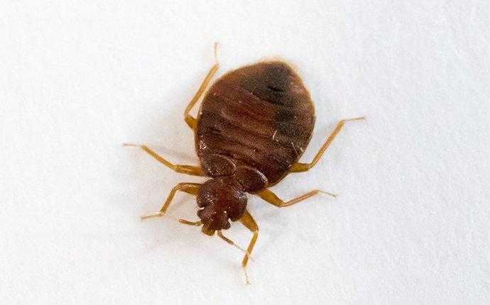 bedbug on pillow in south florida