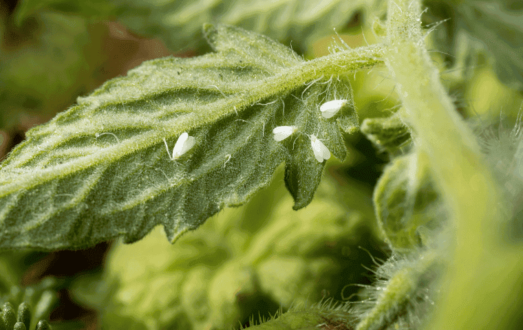 Whiteflies on tomato plant in Port St. Lucie