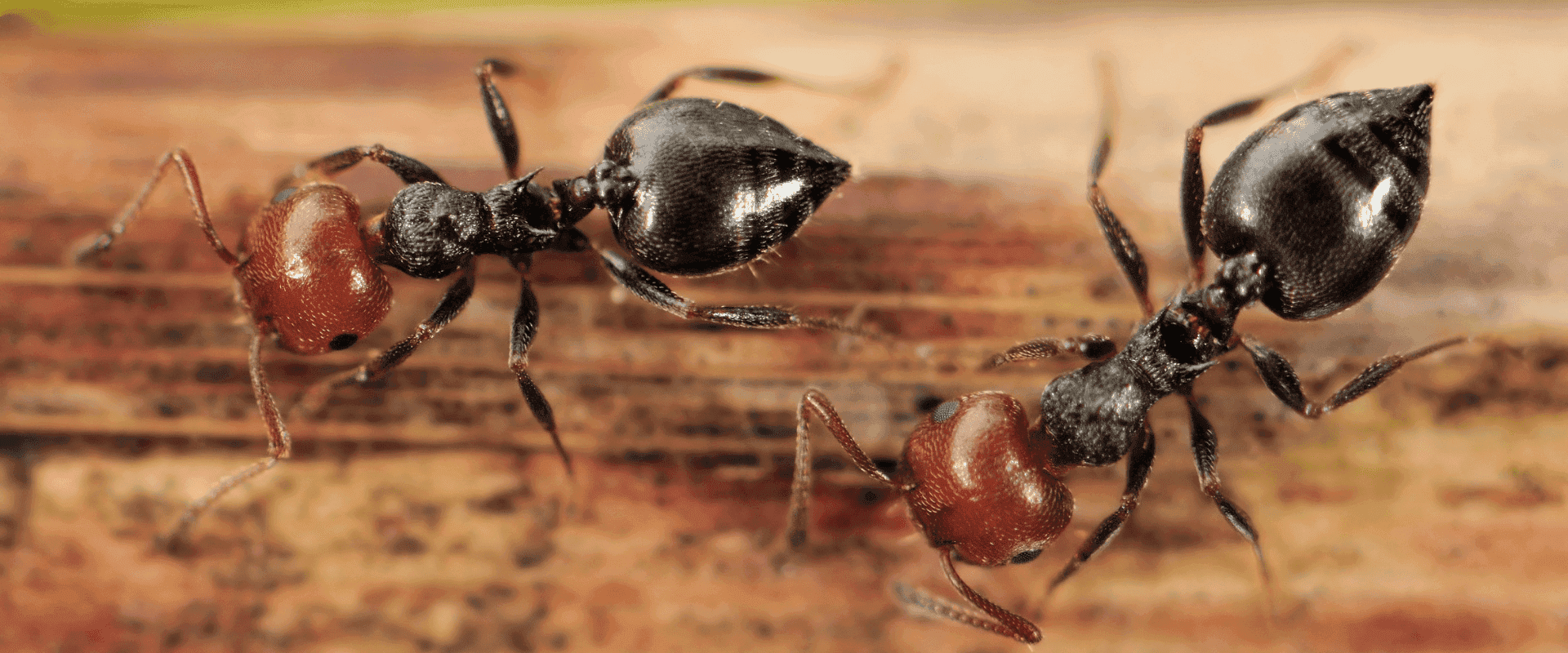 Acrobat Ants in Florida
