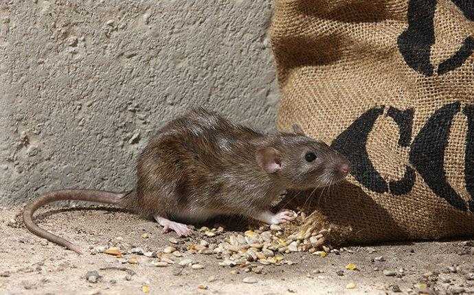 rat eating grain in south florida