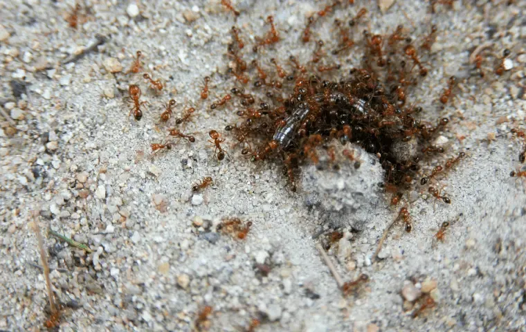 How to get rid of fire ants in Florida