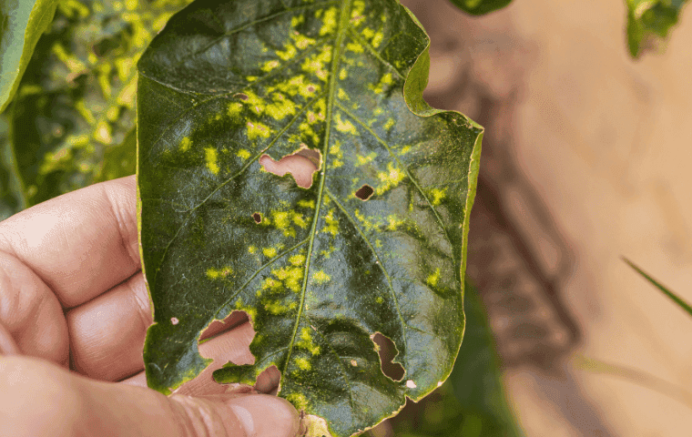 Leaf with whitefly damage