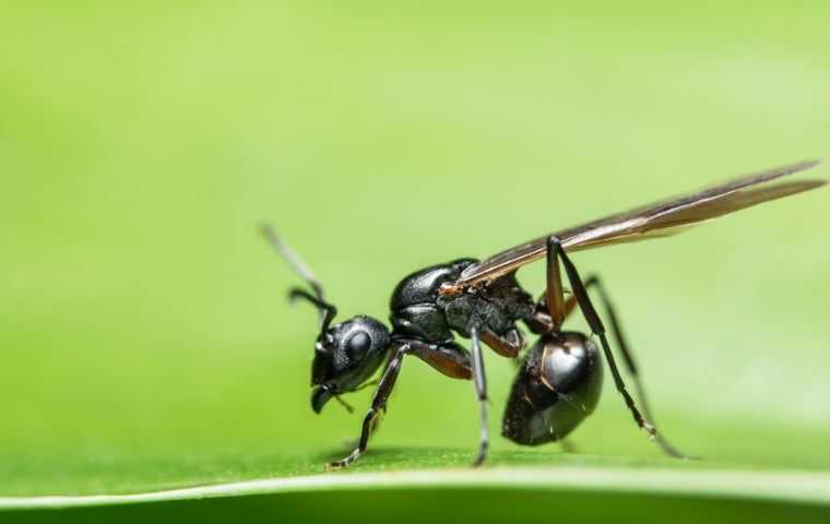 Carpenter ant with wings in West Palm Beach