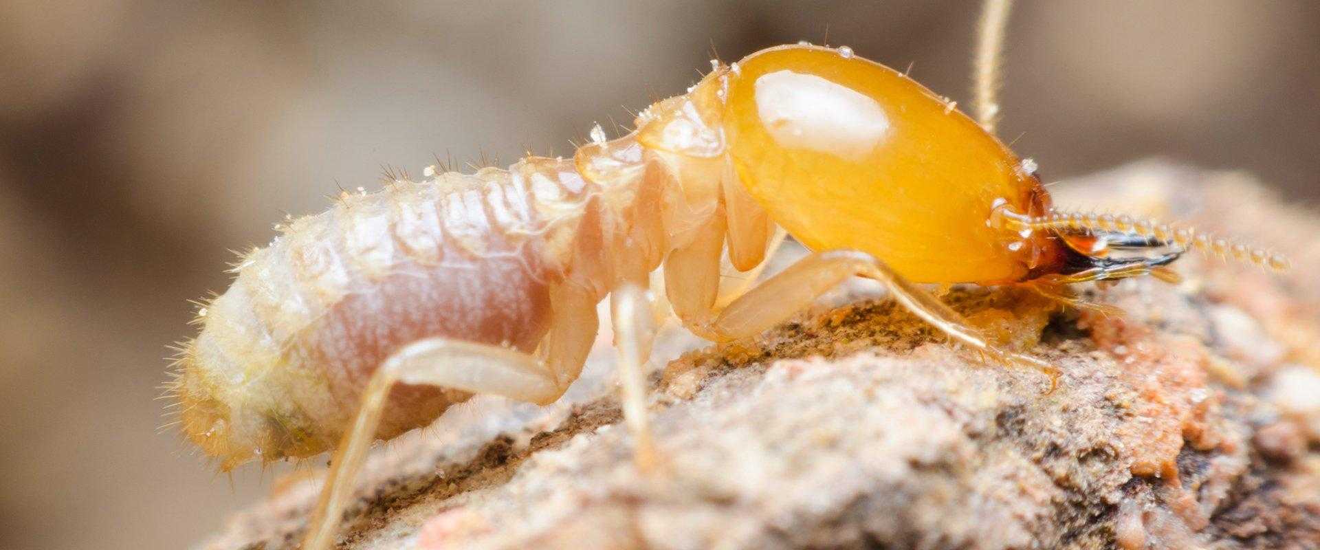 termite on mound in south florida