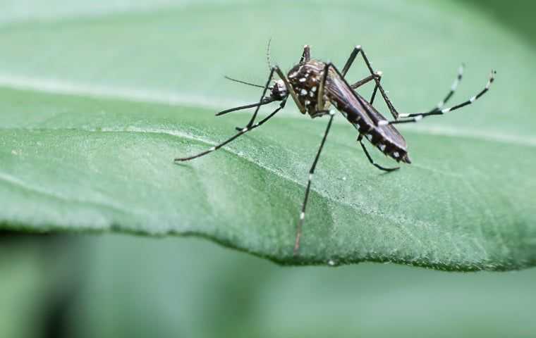 Mosquito sitting on leaf in Coral Springs, FL