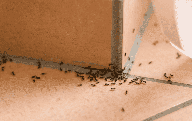 Ants in Port St. Lucie, FL