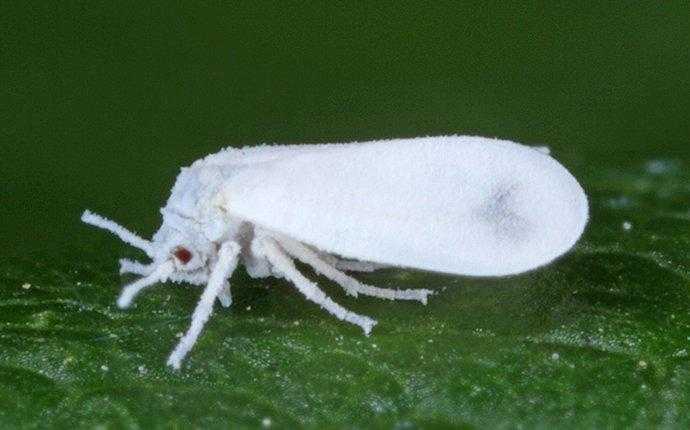 whitefly on leaf in south florida