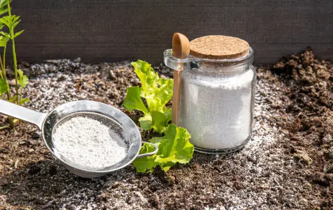 Diatomaceous earth( Kieselgur) powder in jar for repellent.