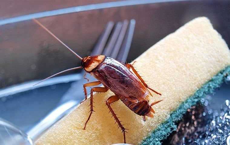 Cockroach extermination West Palm Beach