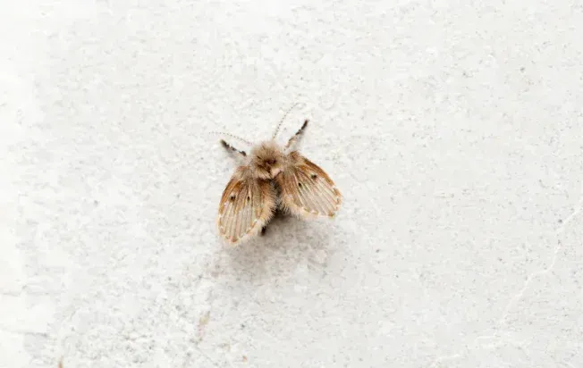 A picture of a drain fly on a wall