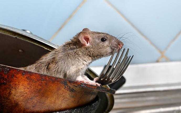 Port St. Lucie Homeowners' Complete Guide To Rat Control