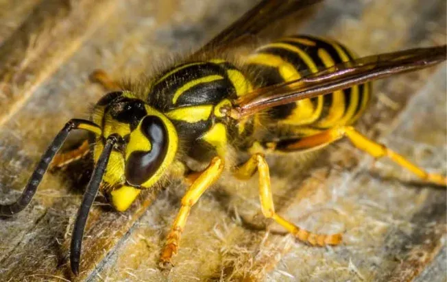 yellowjacket wasp