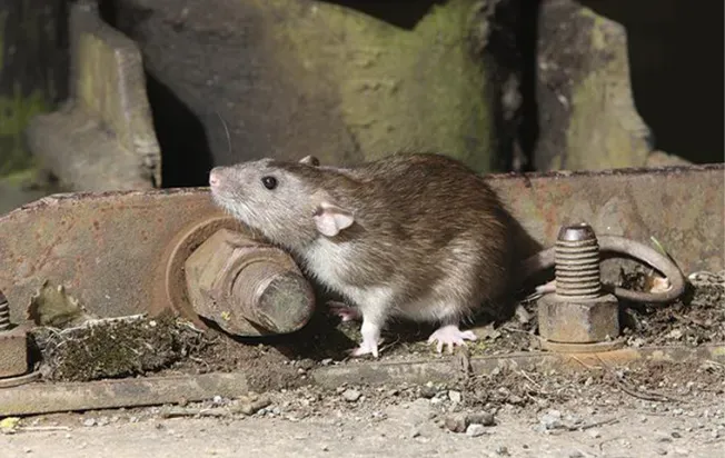 Norway rat near a piece of metal