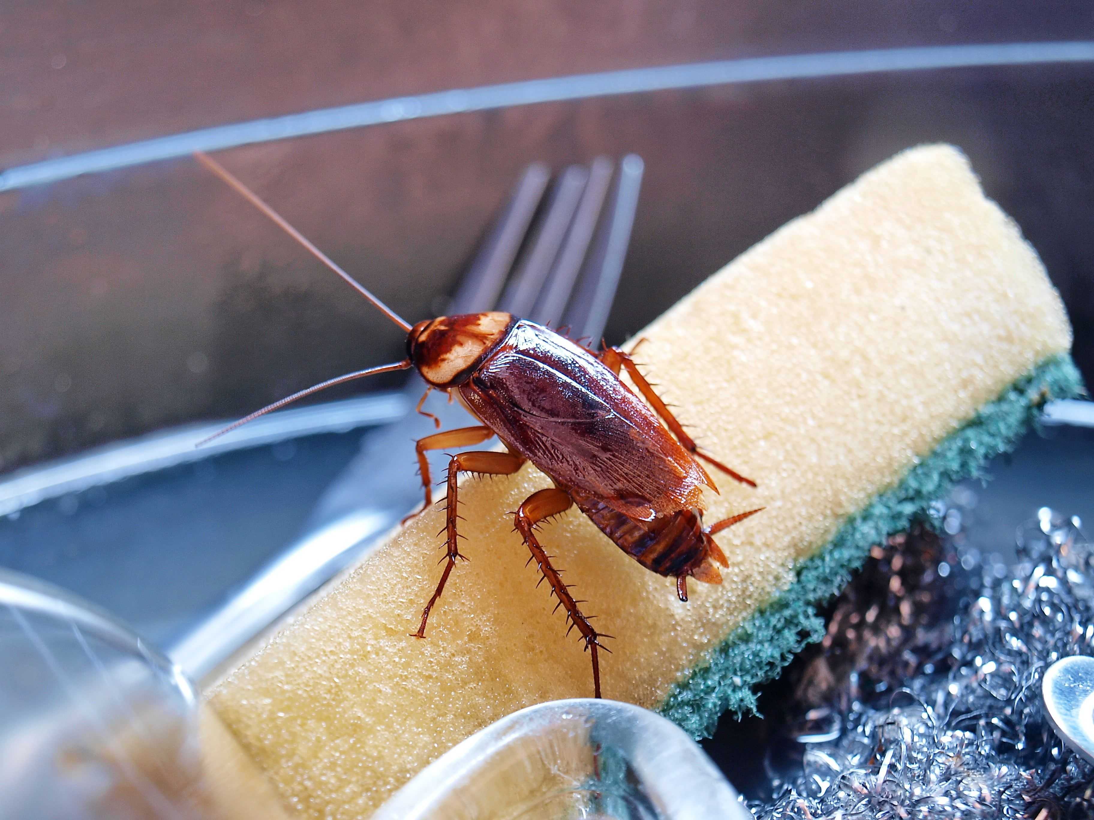 Cockroach control cost in Port St. Lucie