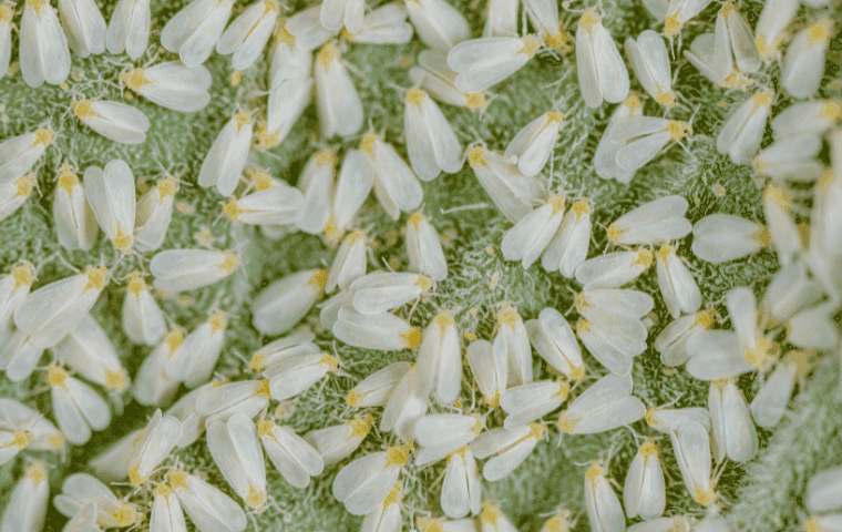 Whitefly control in Port St. Lucie