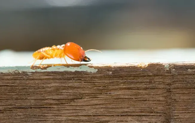 A termite crawling on wood