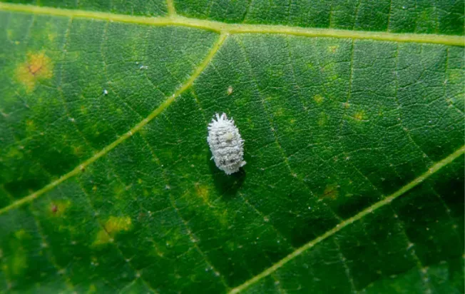Mealybug on leaf