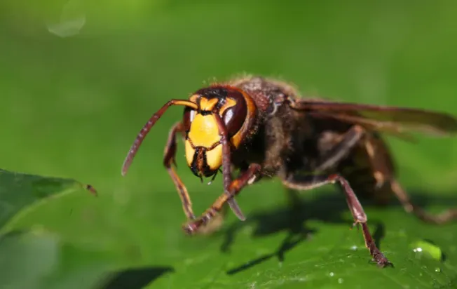 hornet on a leaf