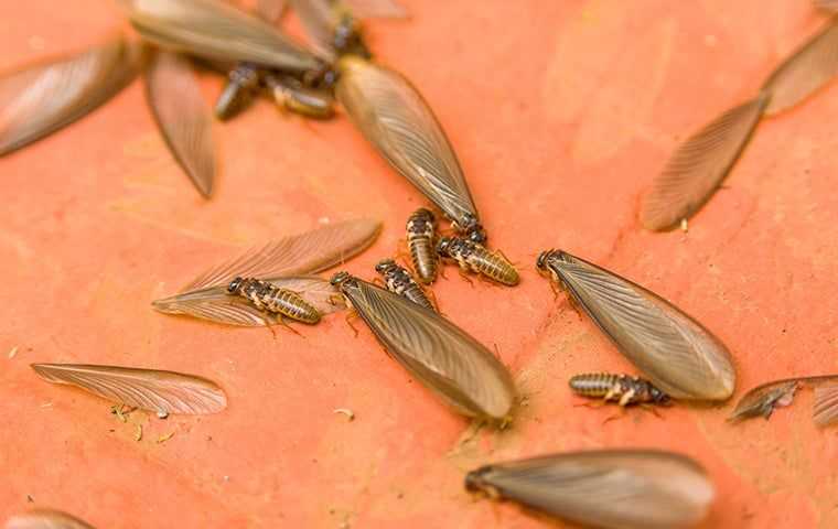 termites with wings