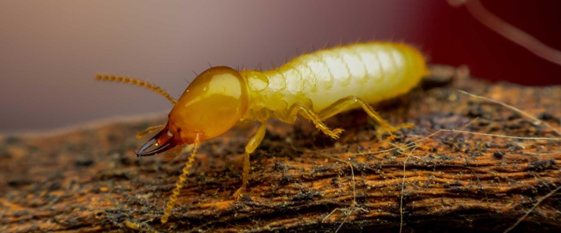 Termite Control Pembroke Pines FL