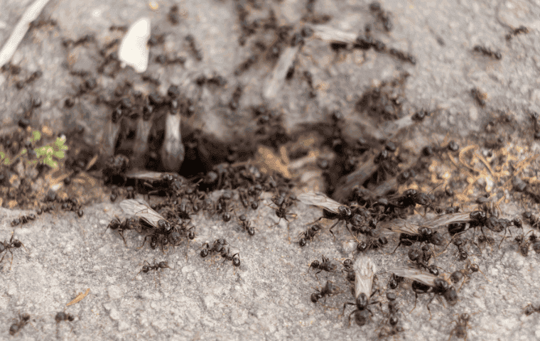 Pavement ant control in Florida