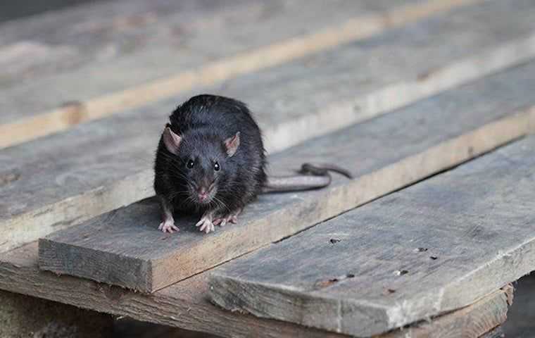 rat on pallet in south Florida