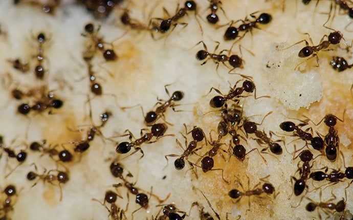 ants on food in south florida