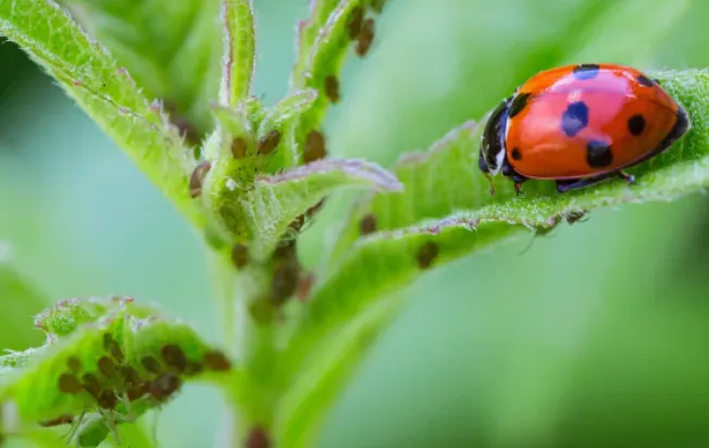 Ladybugs eating Aphids, Aphid Control