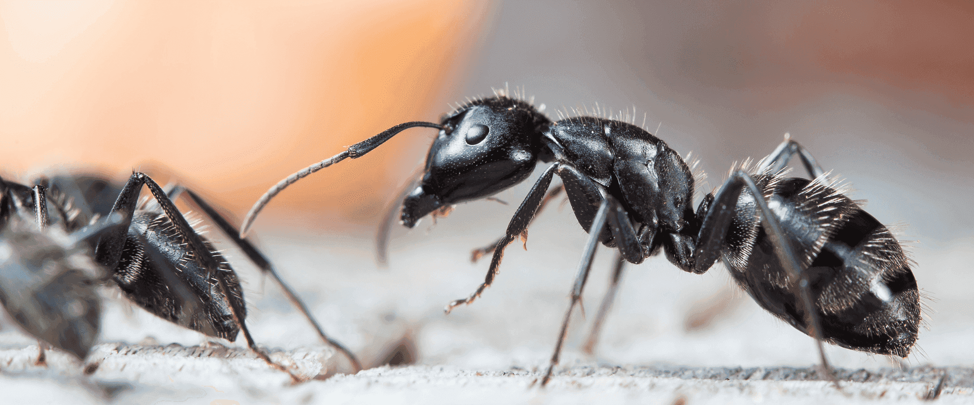 Common ants in Florida