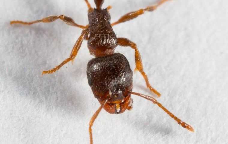 pavement ants in south Florida