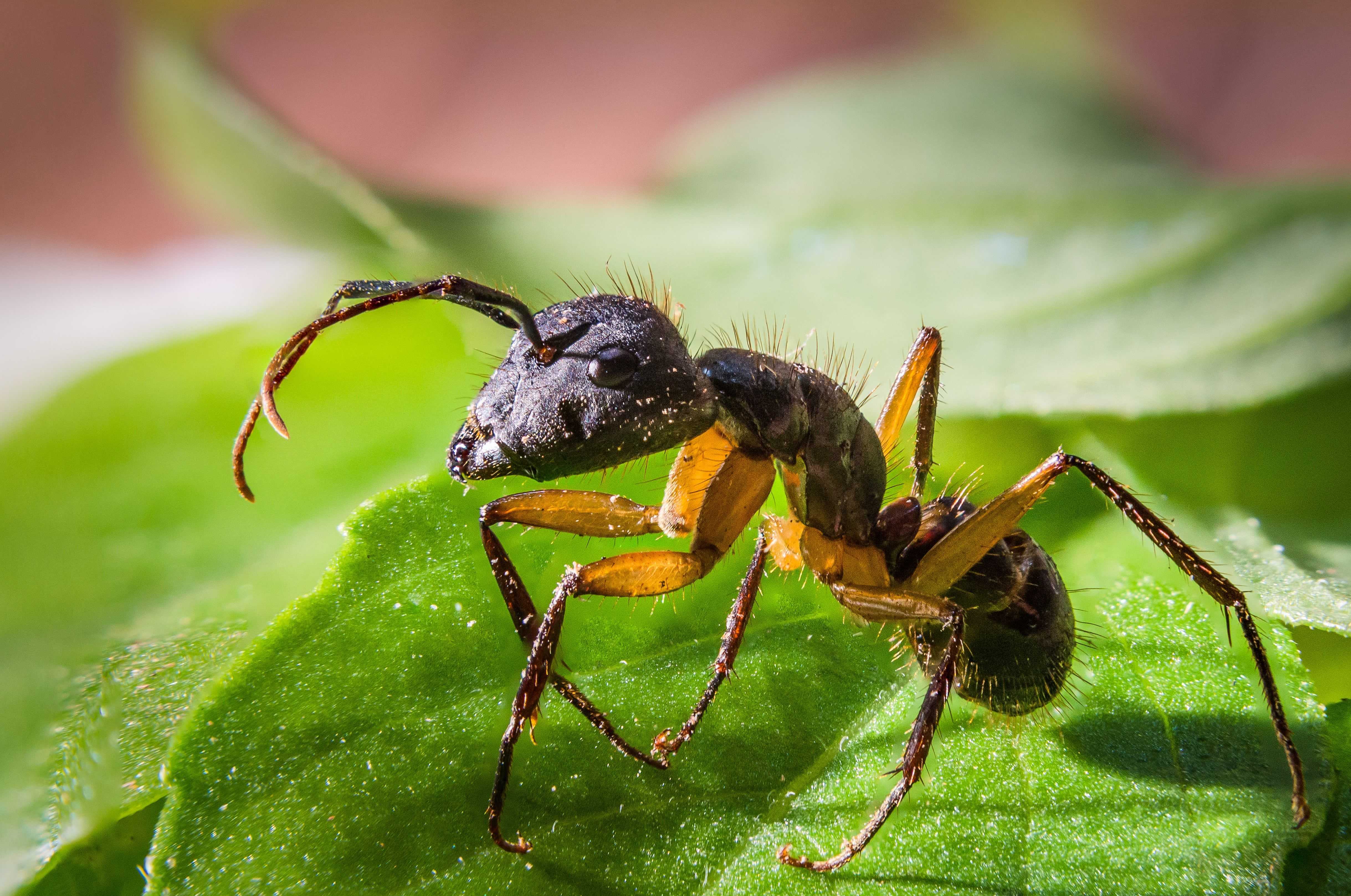 Ant in Florida sitting on a leaf