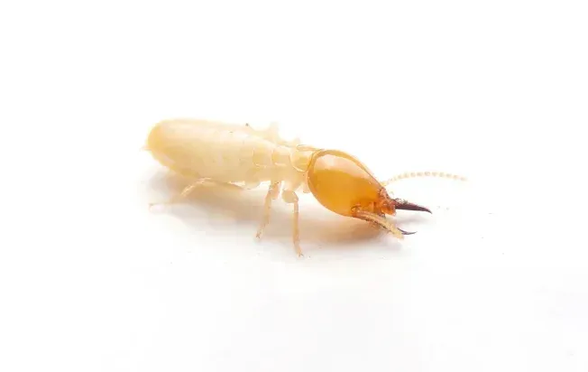 A close-up of an Asian subterranean termite