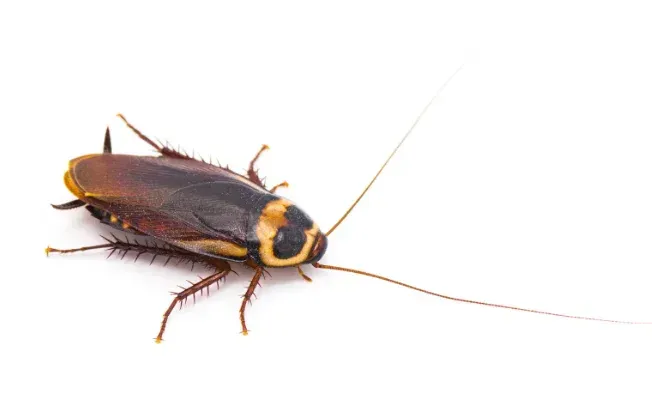 A picture of an Australian cockroach