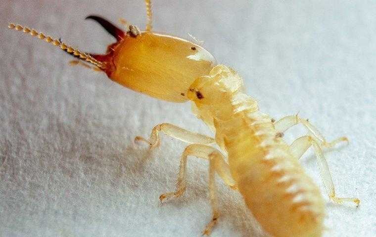 a termite in south florida