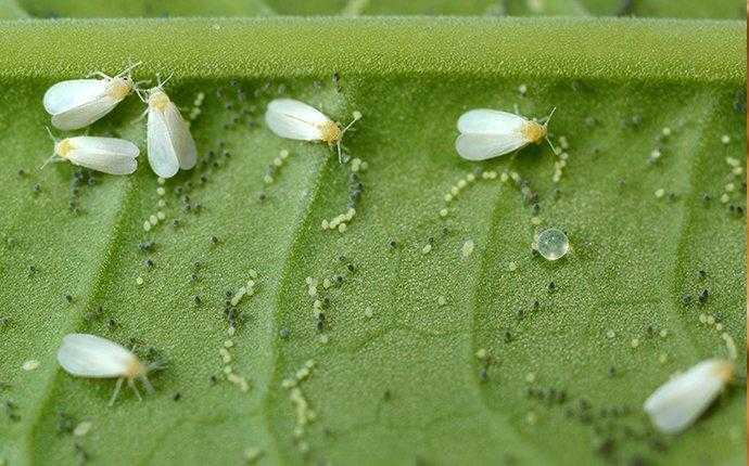 whiteflies on leaf in south florida