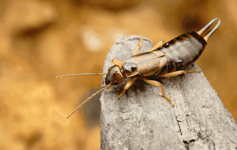 How to prevent earwigs in West Palm Beach