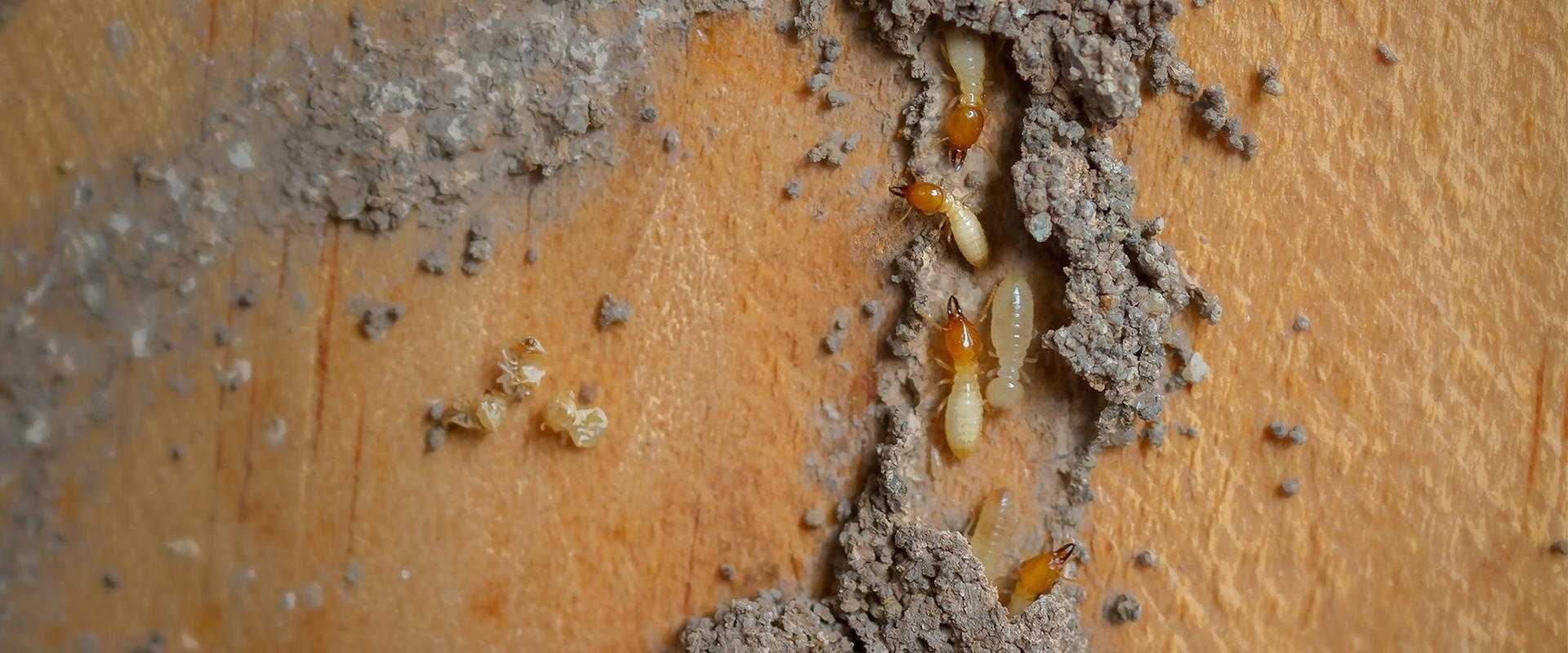 Subterranean termite control West Palm Beach