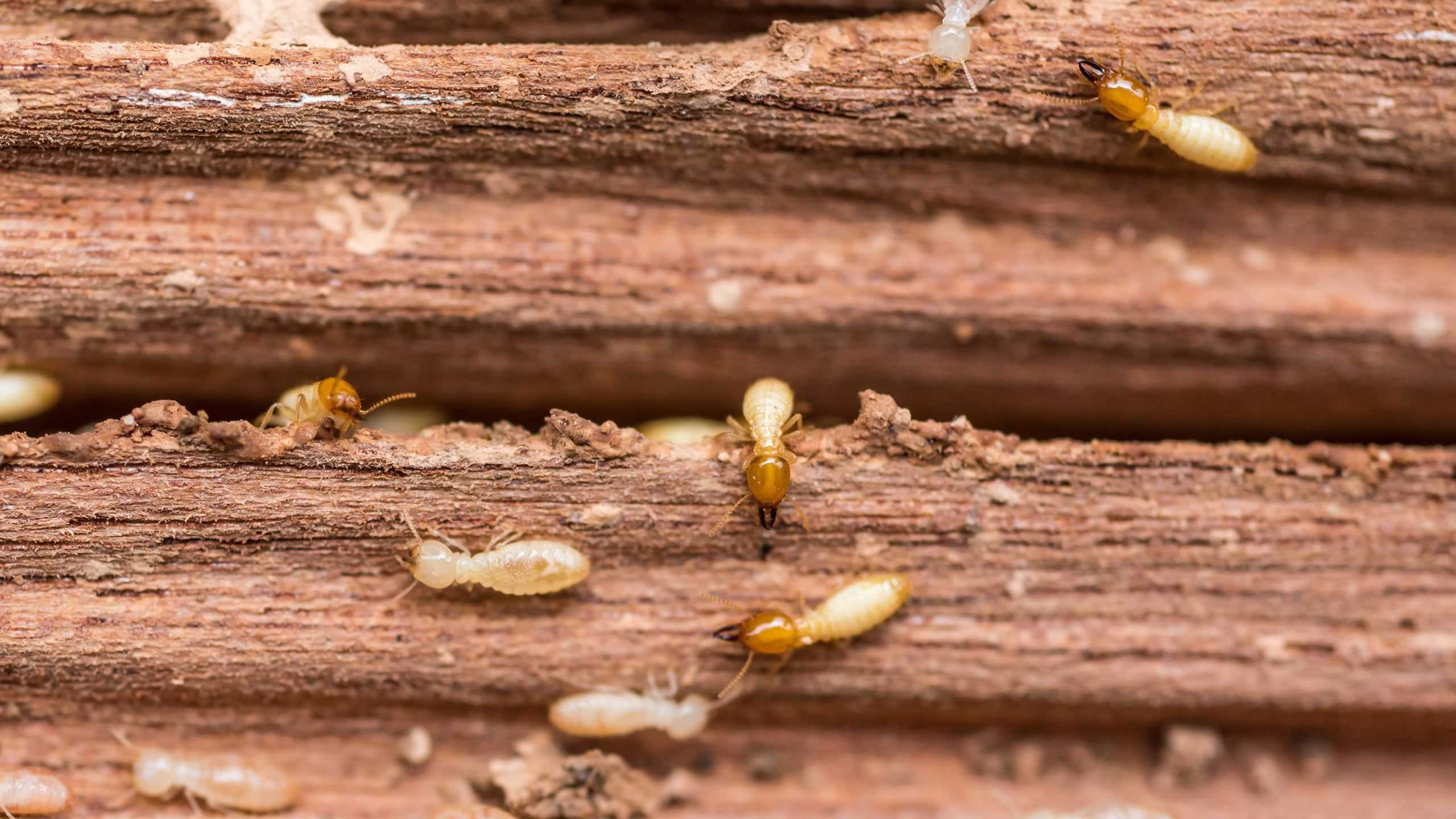 Termite Control West Palm Beach