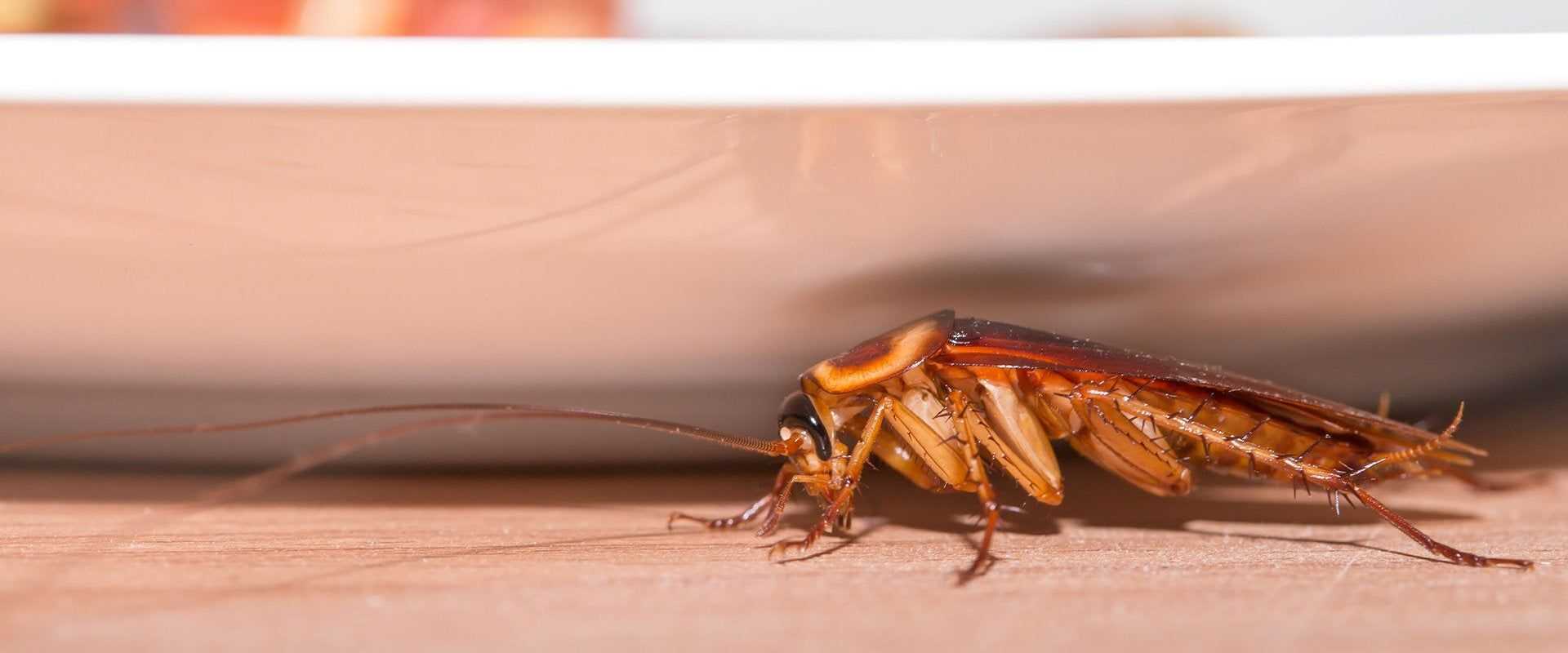 cockroach in kitchen in south florida