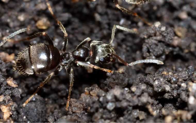 Get rid of white footed ants in West Palm Beach