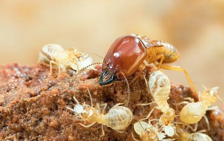 termites in the dirt