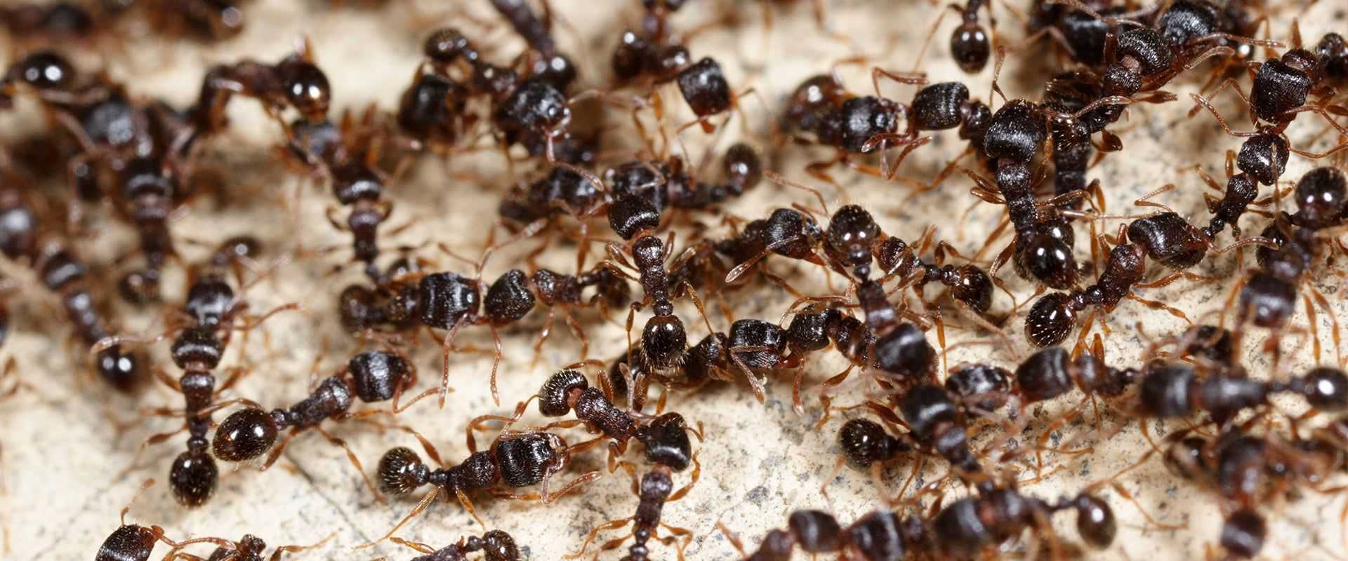 ants in a swarm