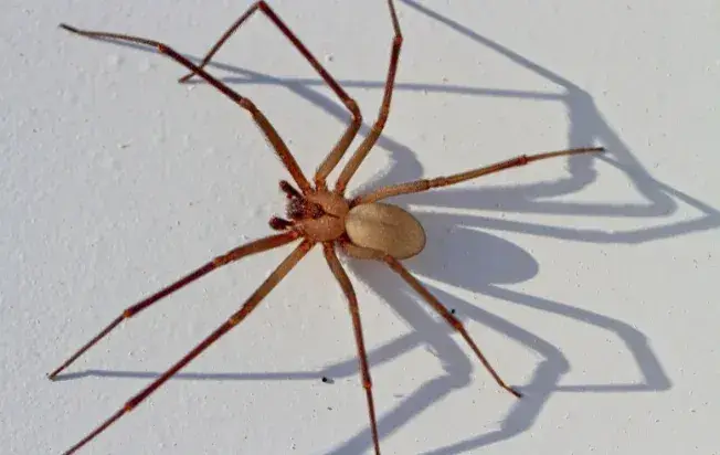 hairless adult brown recluse spider