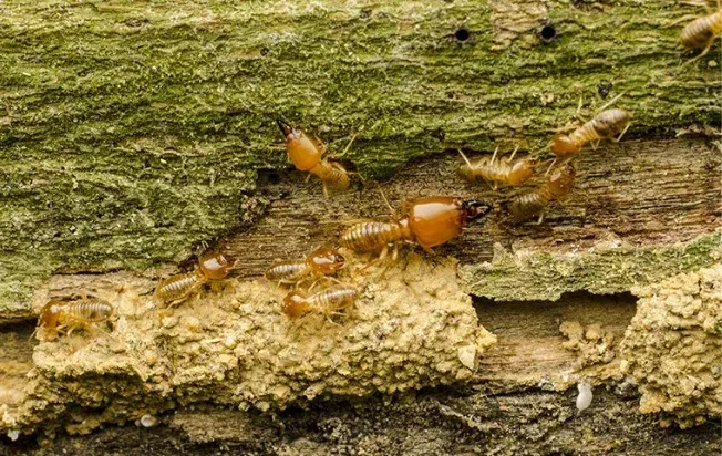 Termites crawling on a mossy log