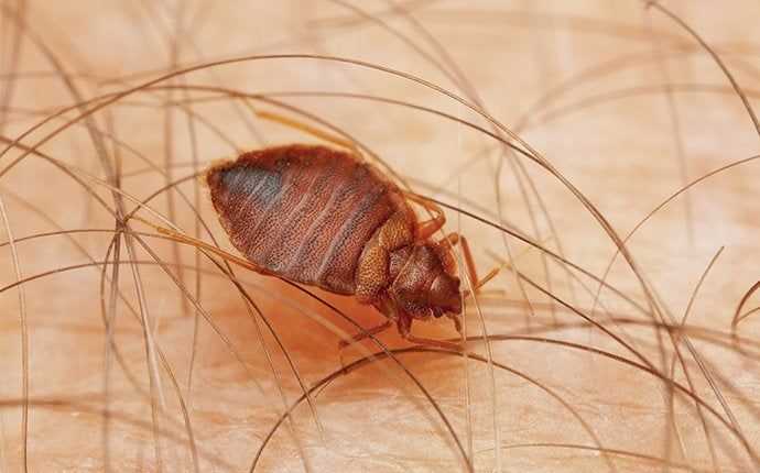 bedbug on skin in south florida