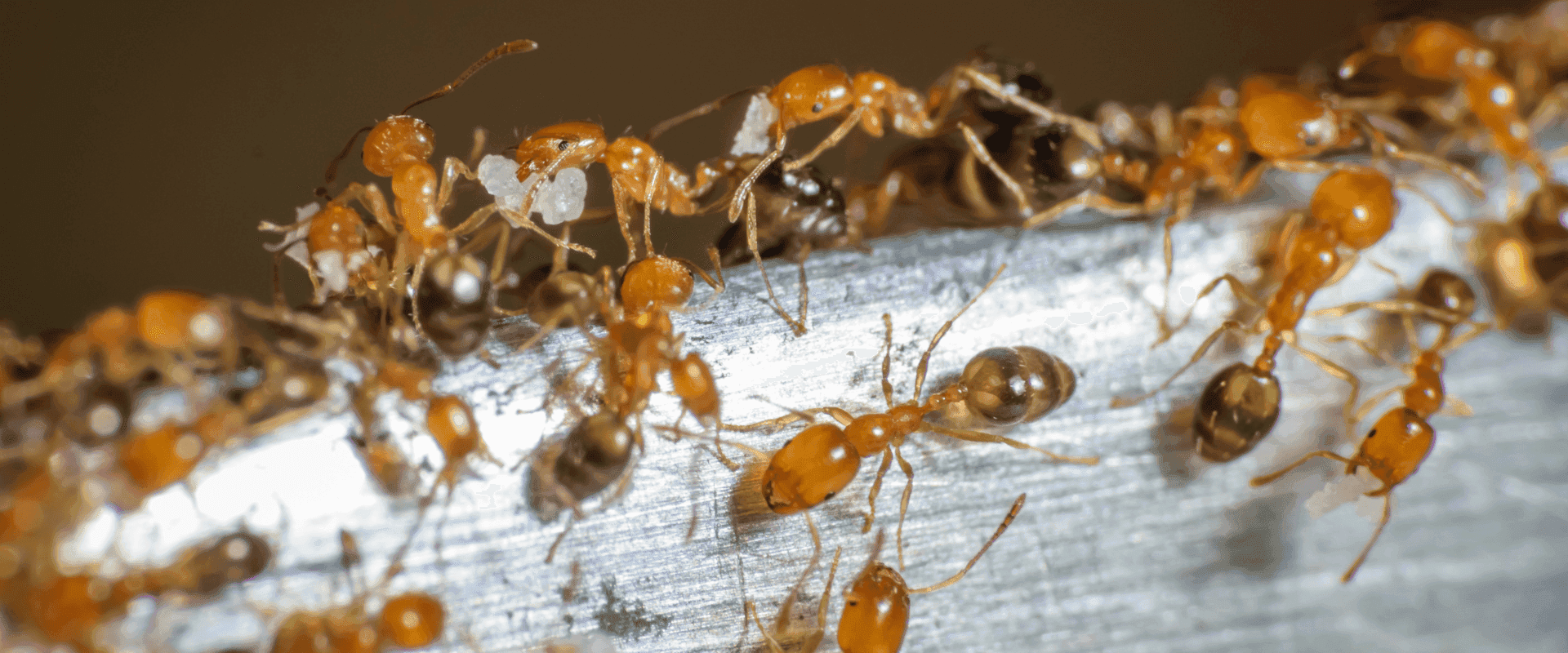 Pharaoh Ant Identification in Florida