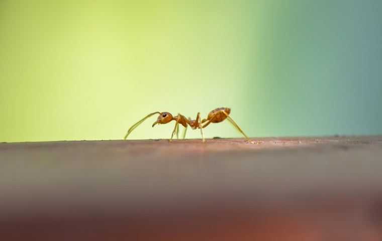 Get rid of ants on the patio with ant control in Palm Beach